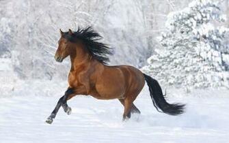 Snow Animals Wallpaper Horses Snowflakes