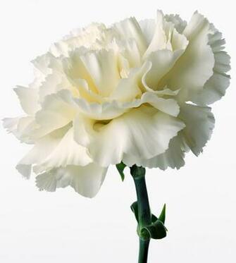 White Carnation Wallpaper