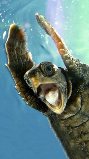 Showing Gallery For Cute Turtle iPhone Wallpaper