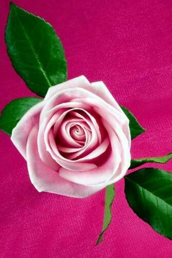Pink Rose iPhone Wallpaper And 4s