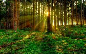 3d Green Forest For Android