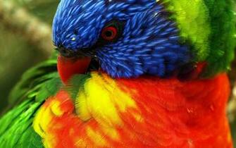 Size Close Up Wall Animal Wallpaper