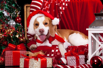The Top Christmas Gifts To Give Your Dog