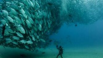 Diving Wallpaper And Background Image Net
