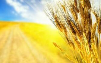 Field Ears Rye Wheat Grass Wallpaper