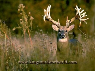 Deer Wallpaper Desktop