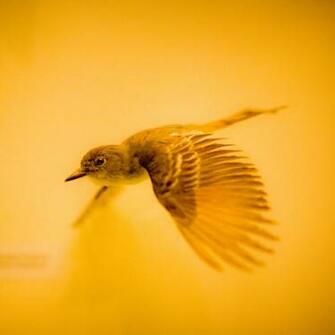 Flying Bird iPad Wallpaper To