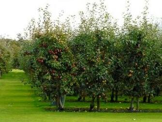 Apple Orchard Wallpaper