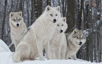 Pack Of Wolves Wallpaper Image