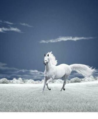 You Are Ing Right Now The Image Horse Running HD Wallpaper