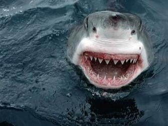 White Shark Mouth Wallpaper