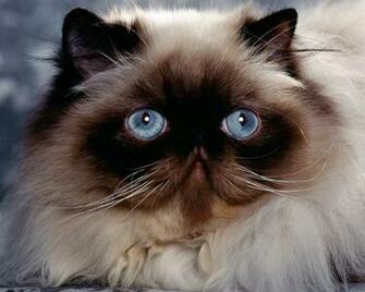 Cats Wallpaper