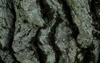 Tree Bark Wallpaper Photography