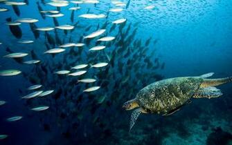 Select Set As Desktop Background Wallpaper Animals Under