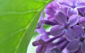 Wallpaper Lilac Desktop Flowers