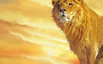 Lion HD Wallpaper Background Image Yl Computing