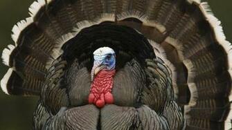 Turkey Wallpaper
