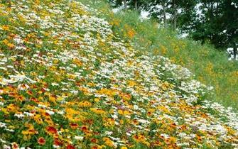 Wallpaper Flowers Summer Glade Screensavers Top
