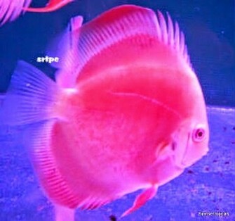 Discus Fish Photos Wallpaper The Fun Bank
