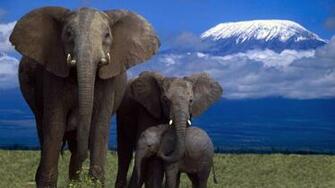 Baby Elephant Clipart Elephants Wallpaper S