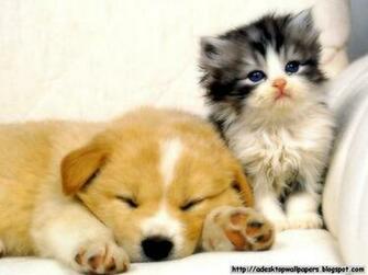 Funny Cat Wallpaper Pc Beautiful
