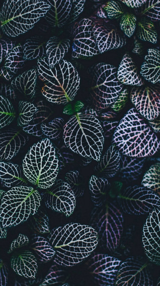 Bring Nature Indoors With A Plant iPhone Wallpaper