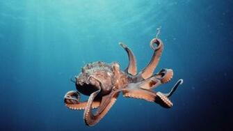 Octopus Wallpaper