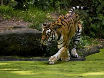 Tiger Wallpaper Background HD