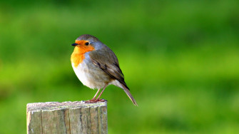Animal Planet Wallpaper