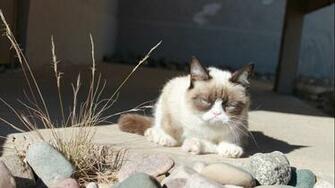 Cats Grumpy Cat Wallpaper
