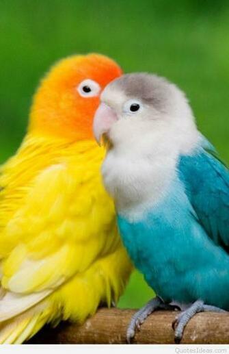 Mobile Phone Love Wallpaper And Quotes HD Image