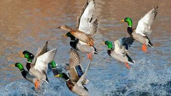 Mallard Wallpaper At Wallpaperbro