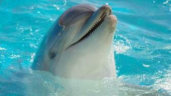 Top Dolphins HD Live Wallpaper Screenshot