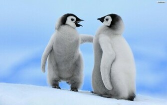Border Penguin Wallpaper Fond D Cran
