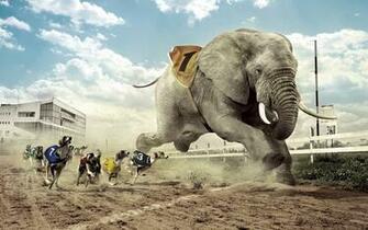 Elephant Racing Photo Manipulation HD Wallpaper Nature