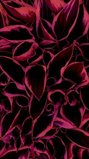 Red Nature In Wallpaper iPhone