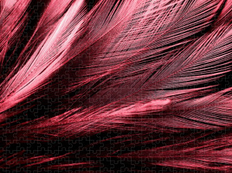 Beautiful Abstract Red Feathers On Dark Background And Black