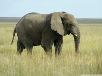 African Elephant Kb