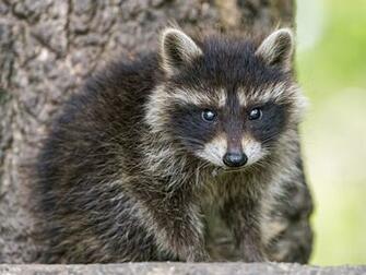 Raccoon Computer Wallpaper Desktop Background Id