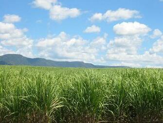 Sugarcane Wallpaper