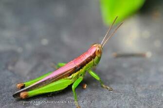 Beautiful Wallpaper Grasshoppers