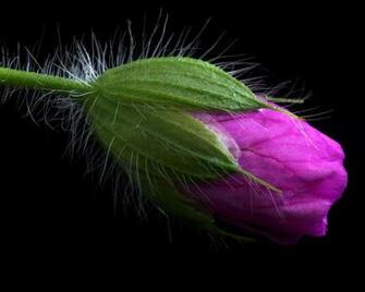 Pictures A Bud On Black Background Flowers Screensavers