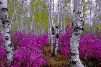Birch Huggers Wallpaper