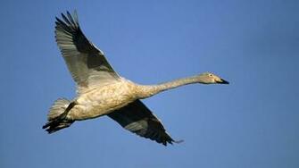 Bird Wallpaper Flying Black Hummimg