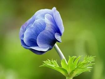 Description Narute Blue Flower Wallpaper Is A Hi Res For Pc