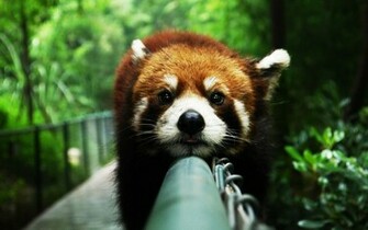 Cute Red Panda Desktop Pc And Mac Wallpaper Imgstocks