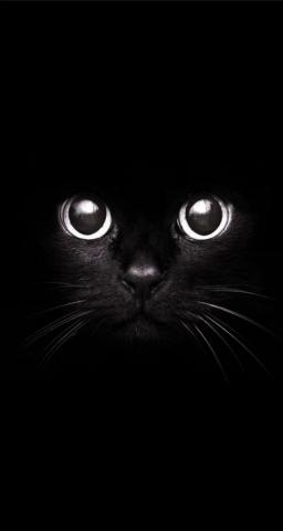 Cool Black Cat Wallpaper On In