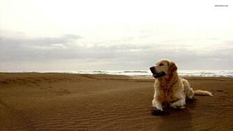 Golden Retriever Background