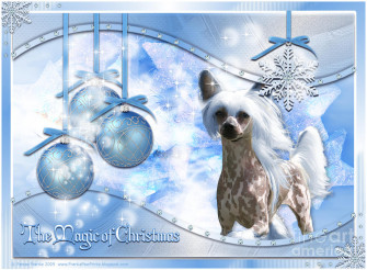 Christmas Magic Of Chinese Crested Digital Art By