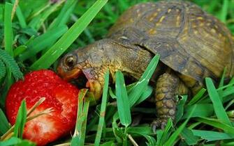Turtle Desktop Pc And Mac Wallpaper